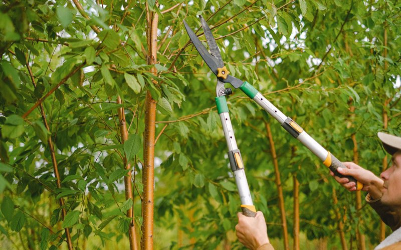 Tree trimming in Bowling Green, MO